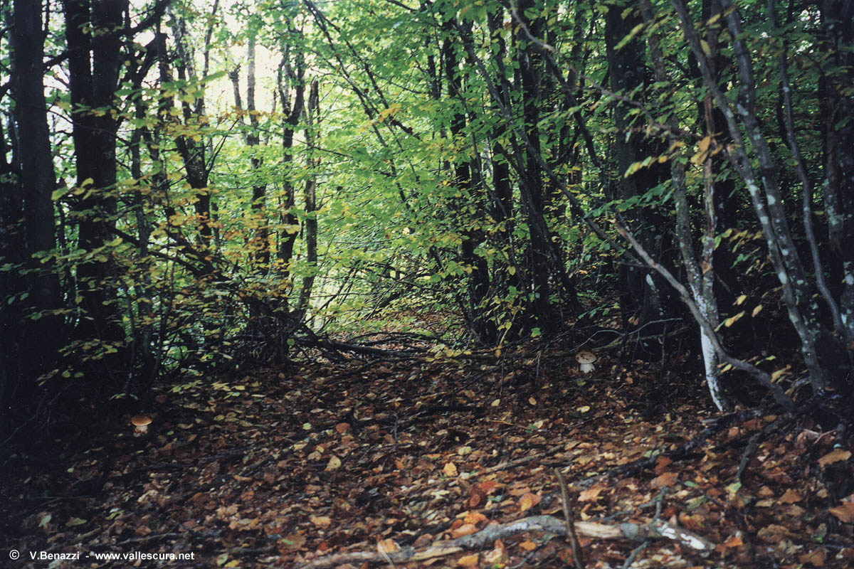 Cerca il fungo e 'cliccalo'